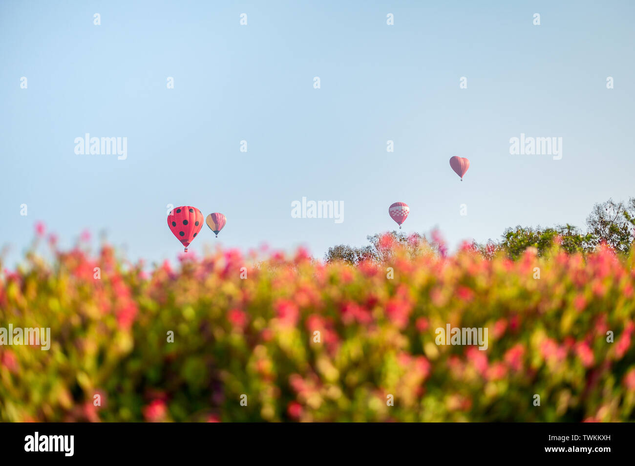 I palloni ad aria calda a volare su fiori sfocata Foto Stock