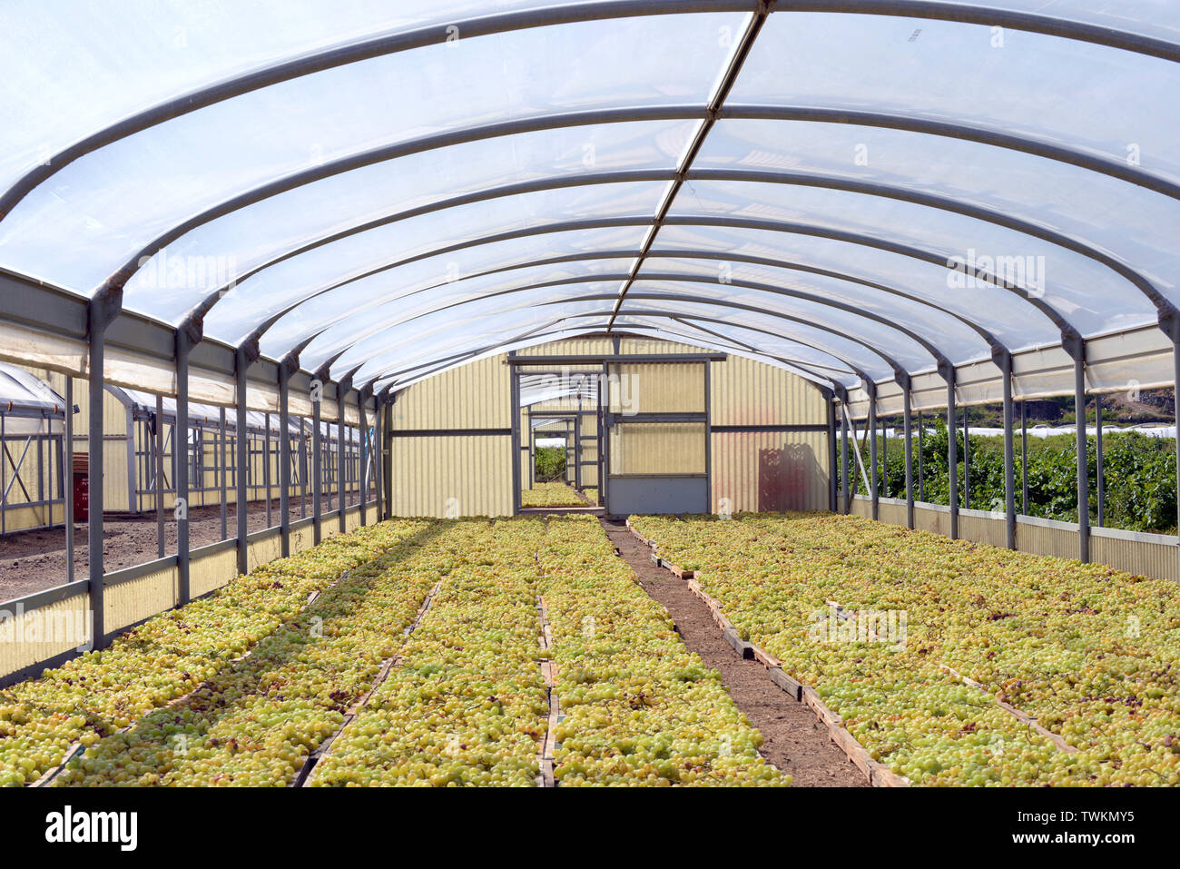 L'Italia, Sicilia, isola di Pantelleria, distretto di Khamma, Donnafugata Cantina e Vigneto . Zibibbo essiccamento al sole per produrre il Passito di Panteller Foto Stock