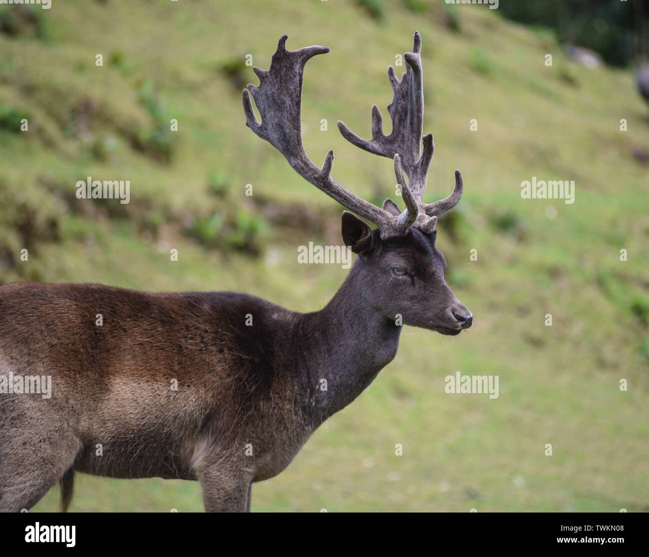 Il cervo maschio con corna in un campo Foto Stock