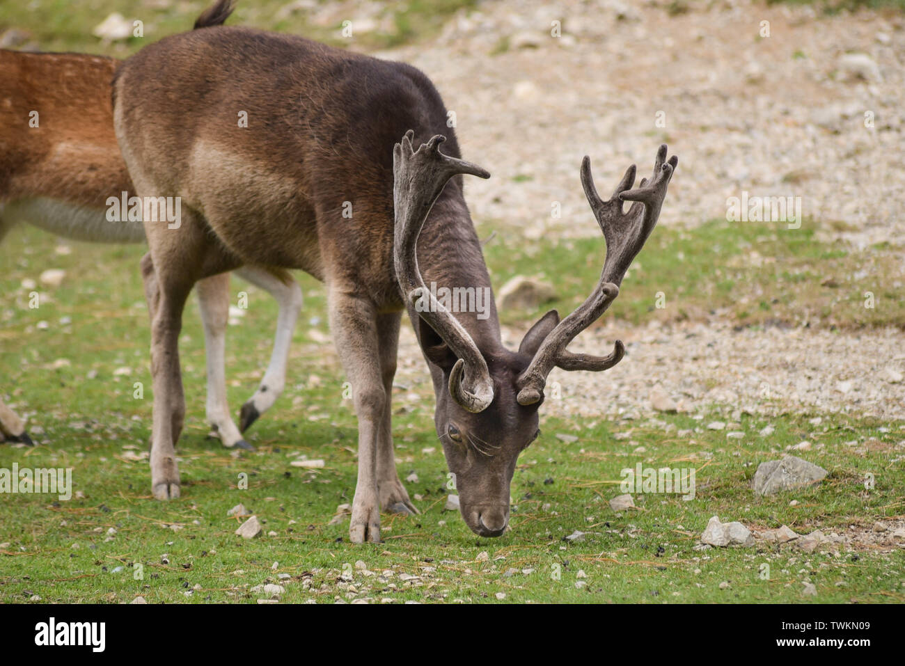 Il cervo maschio con corna al pascolo Foto Stock