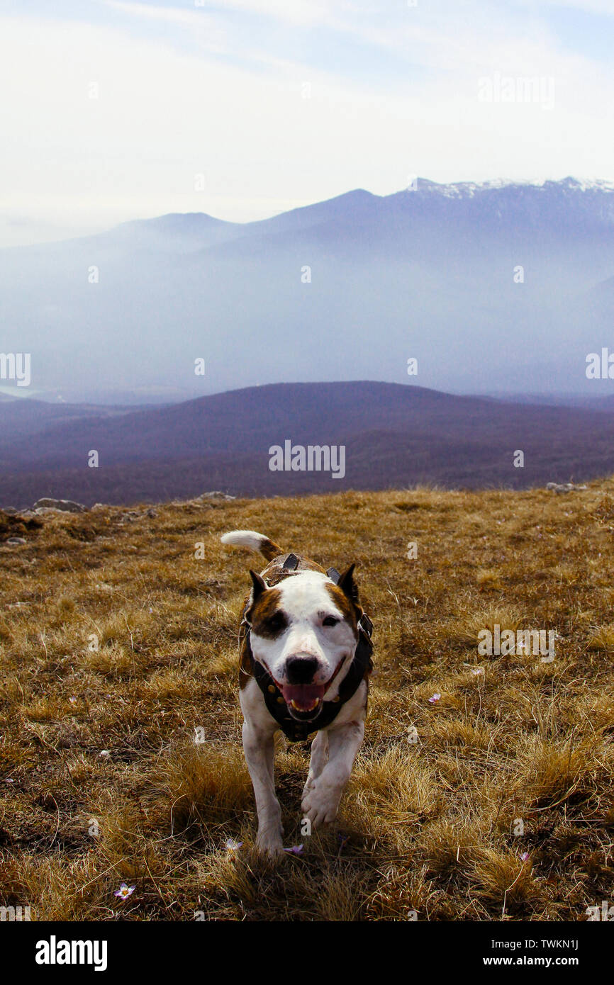 American Staffordshire Terrier passeggiate nei campi contro lo sfondo delle montagne. Viaggiare con animali. Il cane è un amico dell'uomo. Foto Stock