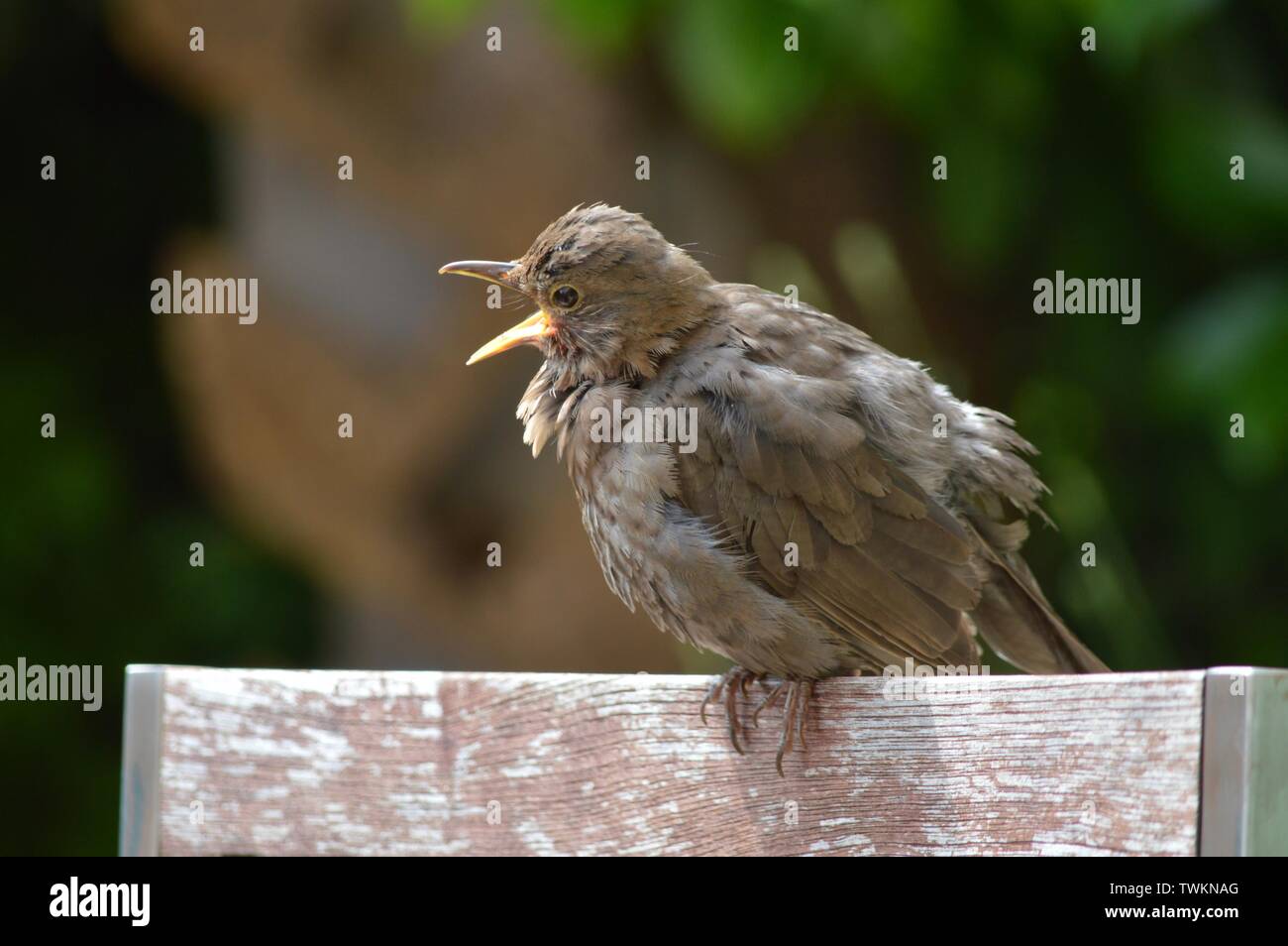 Provare prima - bambino uccello imparare a volare chiamando la sua madre Foto Stock