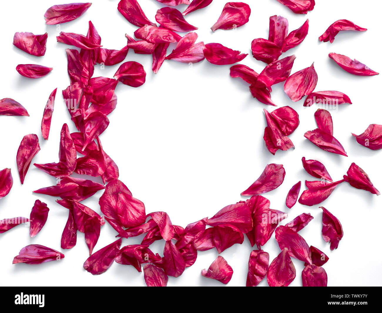 Rosso borgogna peonia petali laici piana di forma circolare. Petali di fiori con copia spazio per il testo o il design nel centro. Isolato su sfondo bianco. Layout creativo fatto di fiori foglie. Piatto modello di laici. Foto Stock