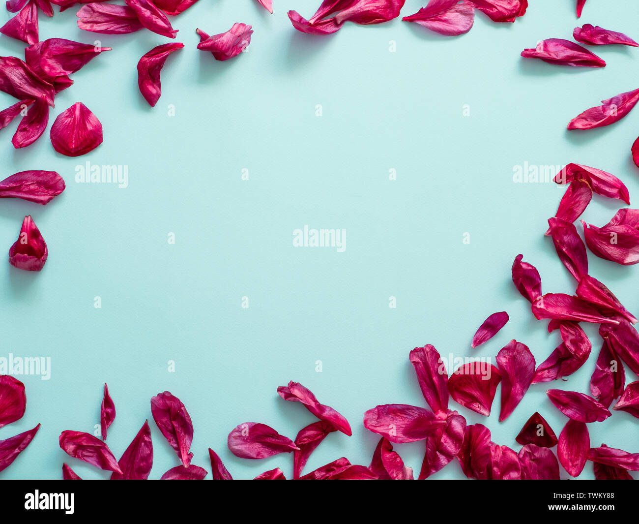 Rosso borgogna peonia petali laici piatta su sfondo blu. Petali di fiori con copia spazio per il testo o il design nel centro. Layout creativo fatto di fiori foglie. Piatto modello di laici. Foto Stock