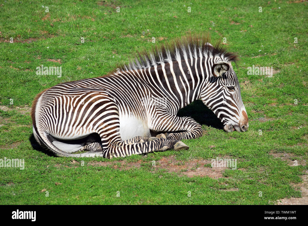 Chapman's Zebra giacenti e mangiare erba Foto Stock