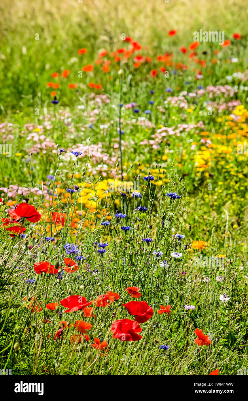 Papaveri, cornflowers e vari altri tipi di coloratissimi fiori selvaggi dal lato della strada in estate Foto Stock