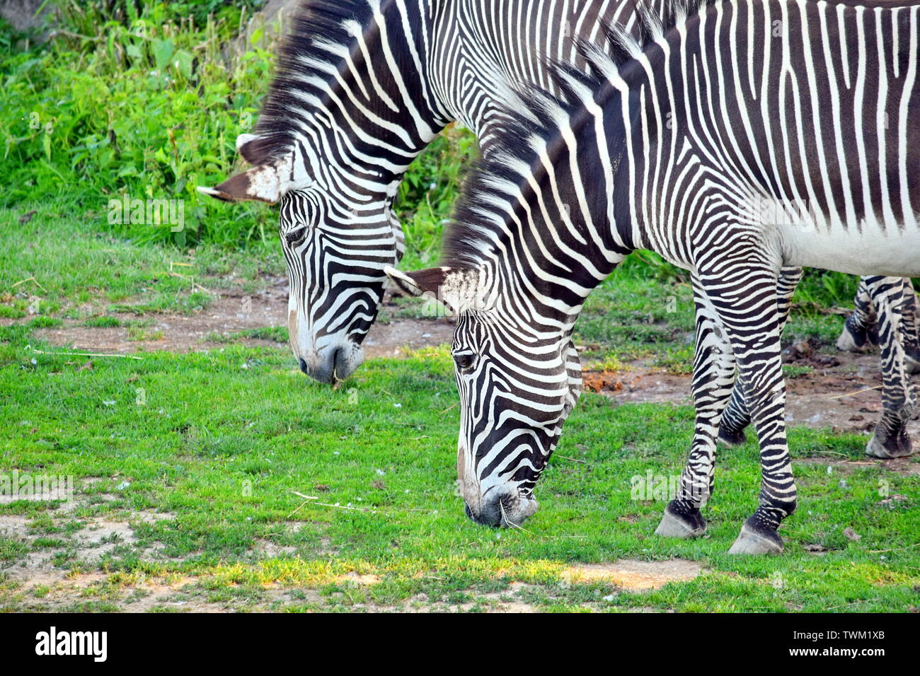 Paio di Chapman's Zebra mangiare erba Foto Stock