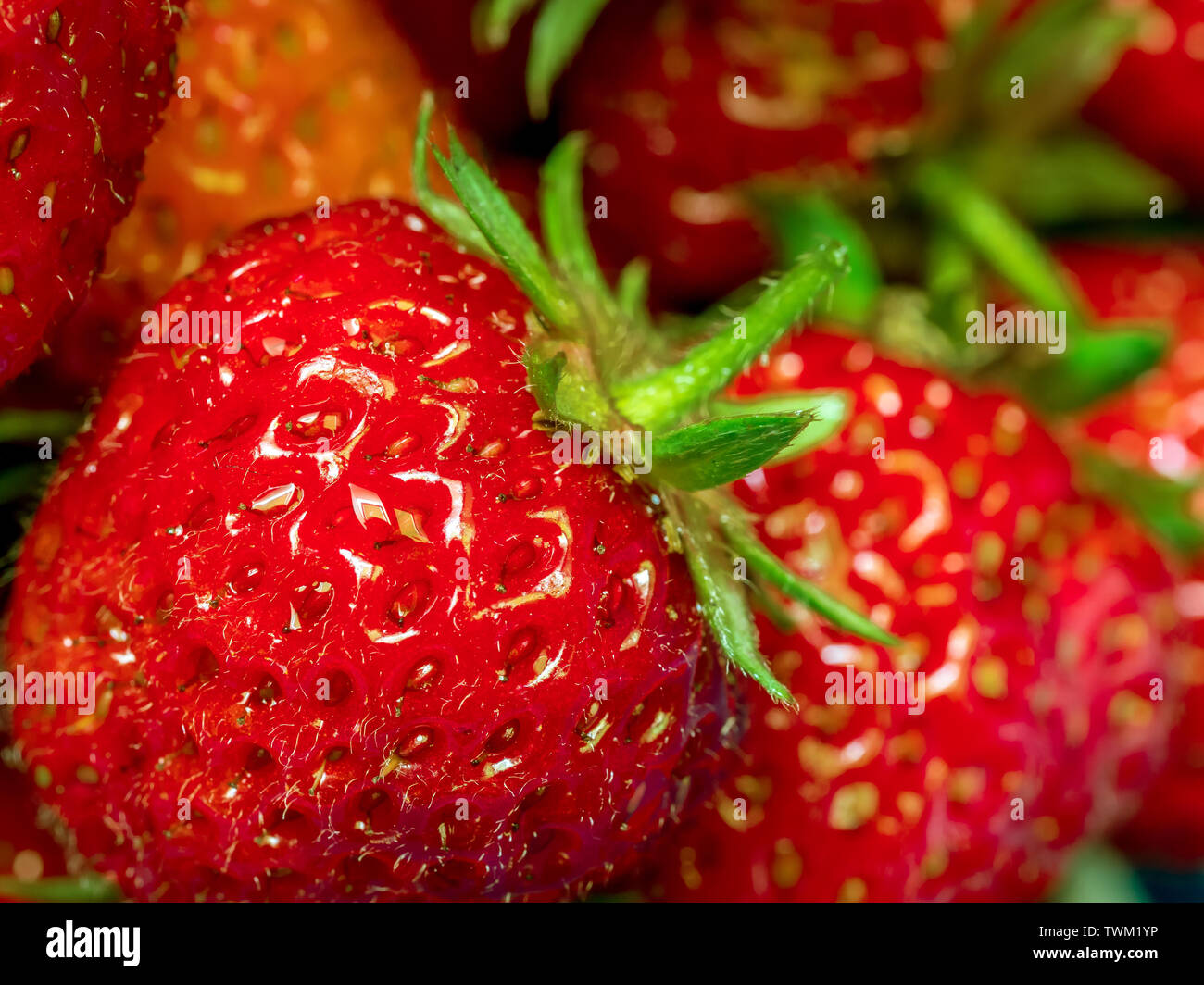 Primo piano di succose fragole organico Foto Stock