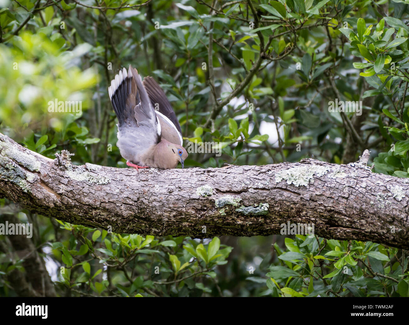 Un bianco-winged Colomba (Zenaida asiatica) corteggiamento su un tronco di albero. Sheldon lago del Parco statale. Houston, Texas, Stati Uniti d'America. Foto Stock