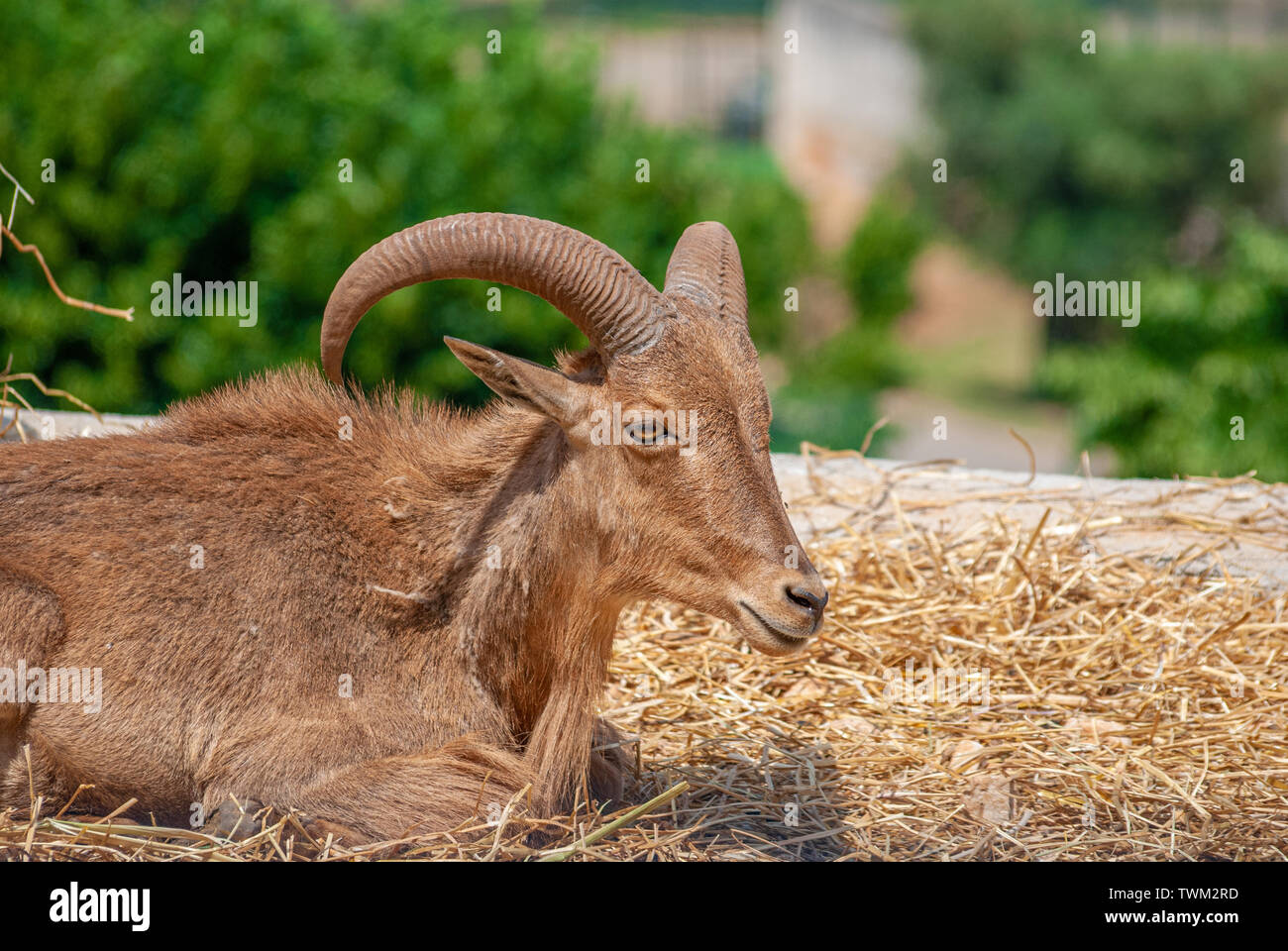 Capra con le sue lunghe corna, adagiato sulla paglia Foto Stock