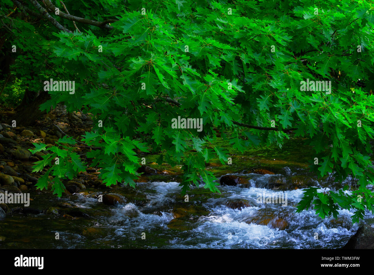 I rami degli alberi di ombra che scorre un fiume poco profondo vicino a Stefano Mountain State Park Foto Stock