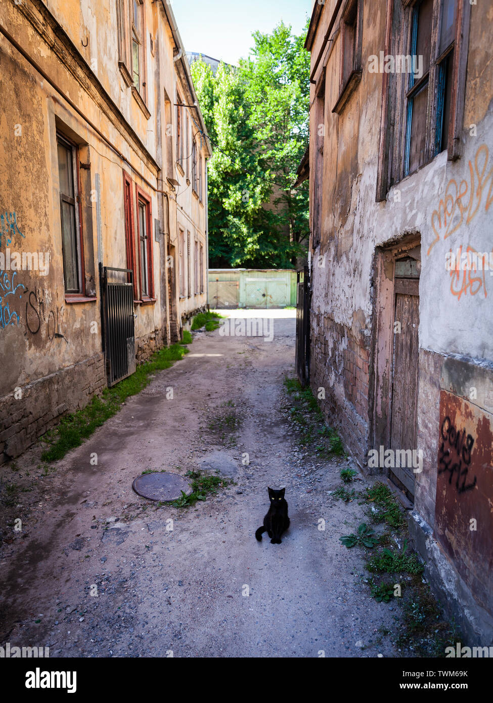 Sprezzante gatto nero con gli occhi gialli in un vicolo a Riga, Lettonia nell'estate del 2018 Foto Stock