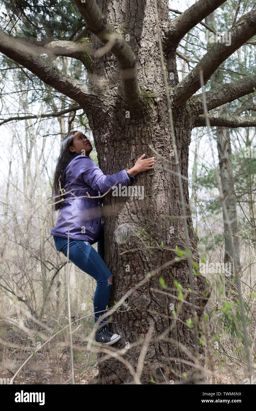 Una ragazza adolescente si arrampica su un vecchio albero nella natura Mengerson preservare in Fort Wayne, Indiana, Stati Uniti d'America. Foto Stock
