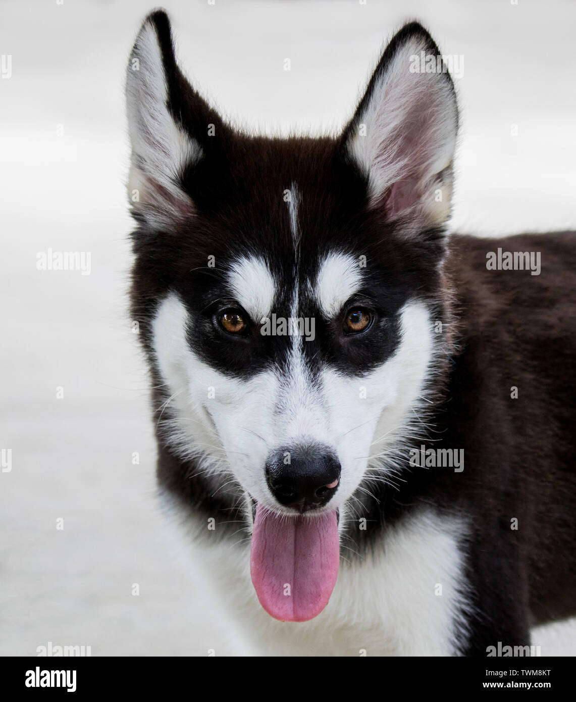 Isolato - Husky cucciolo occhi marroni ritratto Foto Stock