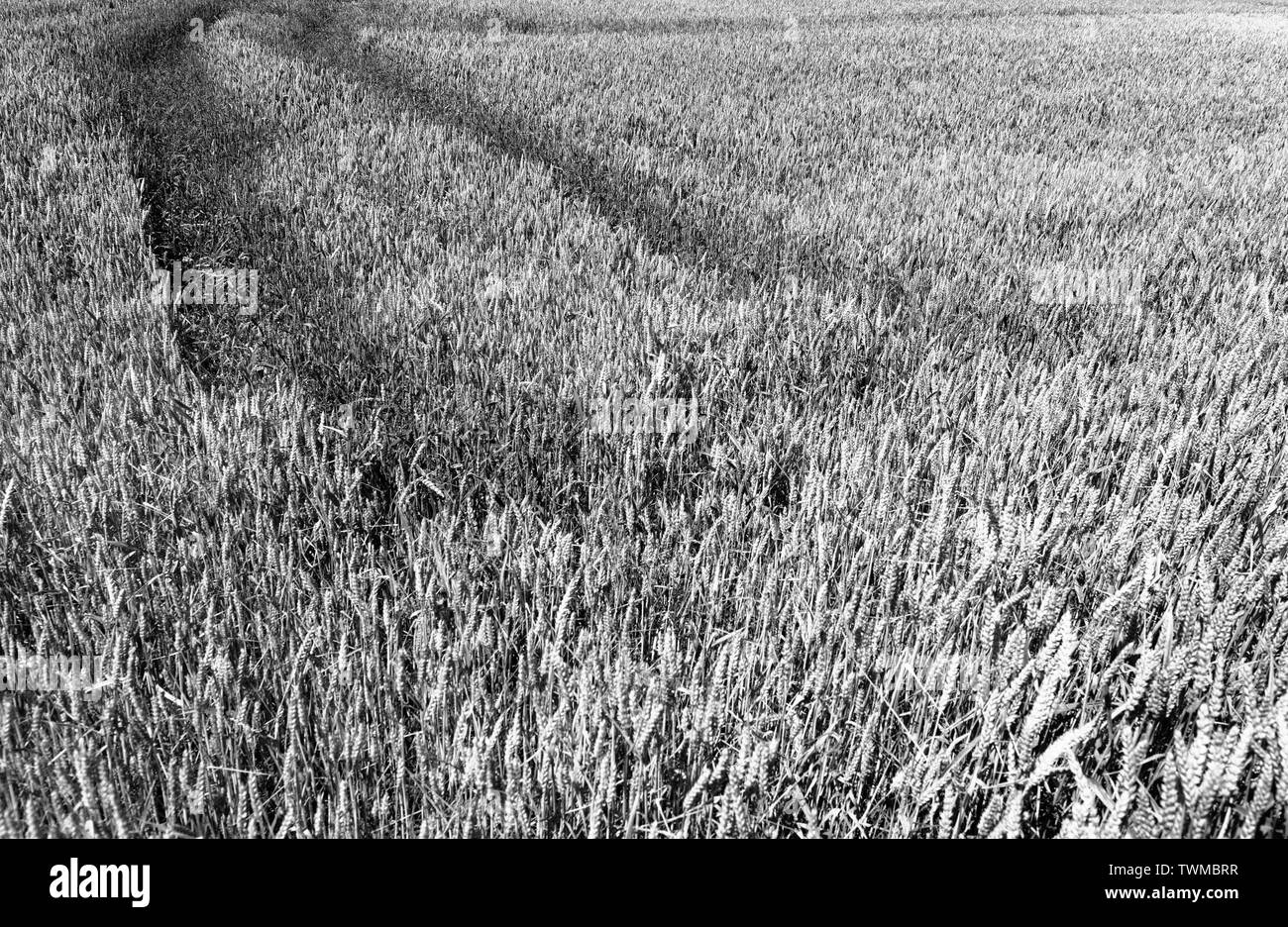 Campi di grano. Aspetto artistico in bianco e nero. Foto Stock