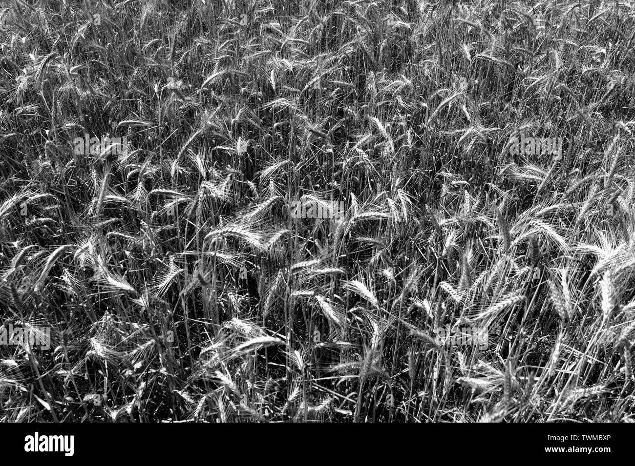 Campi di grano. Aspetto artistico in bianco e nero. Foto Stock