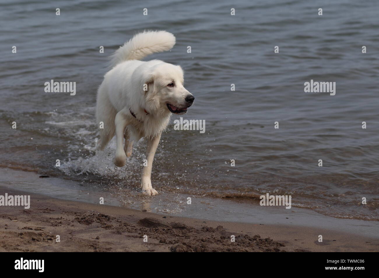 Cane bianco che corre in acqua a Cherry Beach Foto Stock