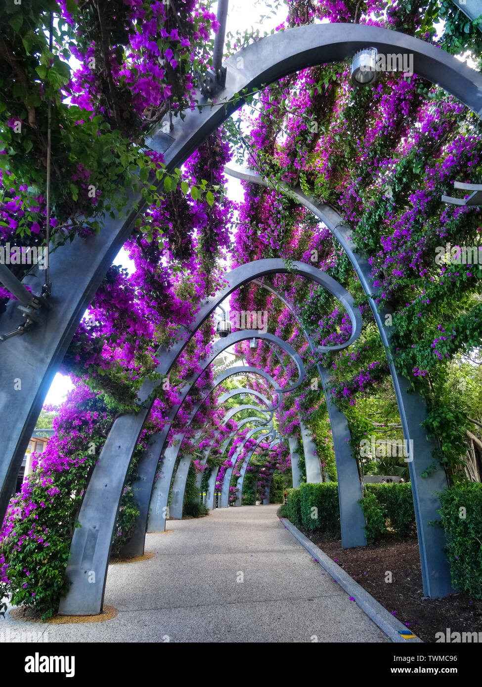 La passerella archi ricoperti con fiori di bouganville in South Bank Grand Arbour, Brisbane, Australia. Foto Stock
