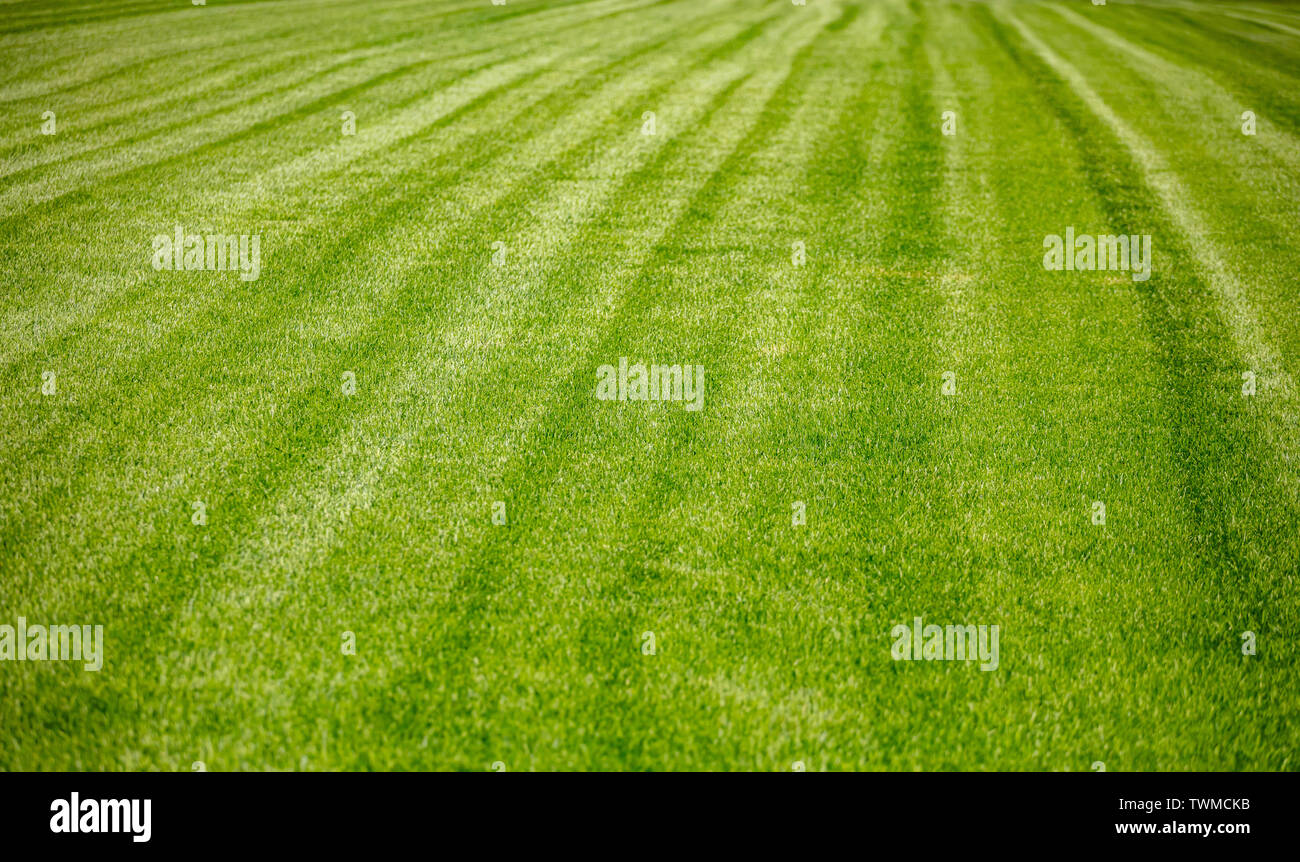 Erba verde sfondo, texture, soleggiata giornata di primavera. Prato a strisce, in prospettiva Foto Stock