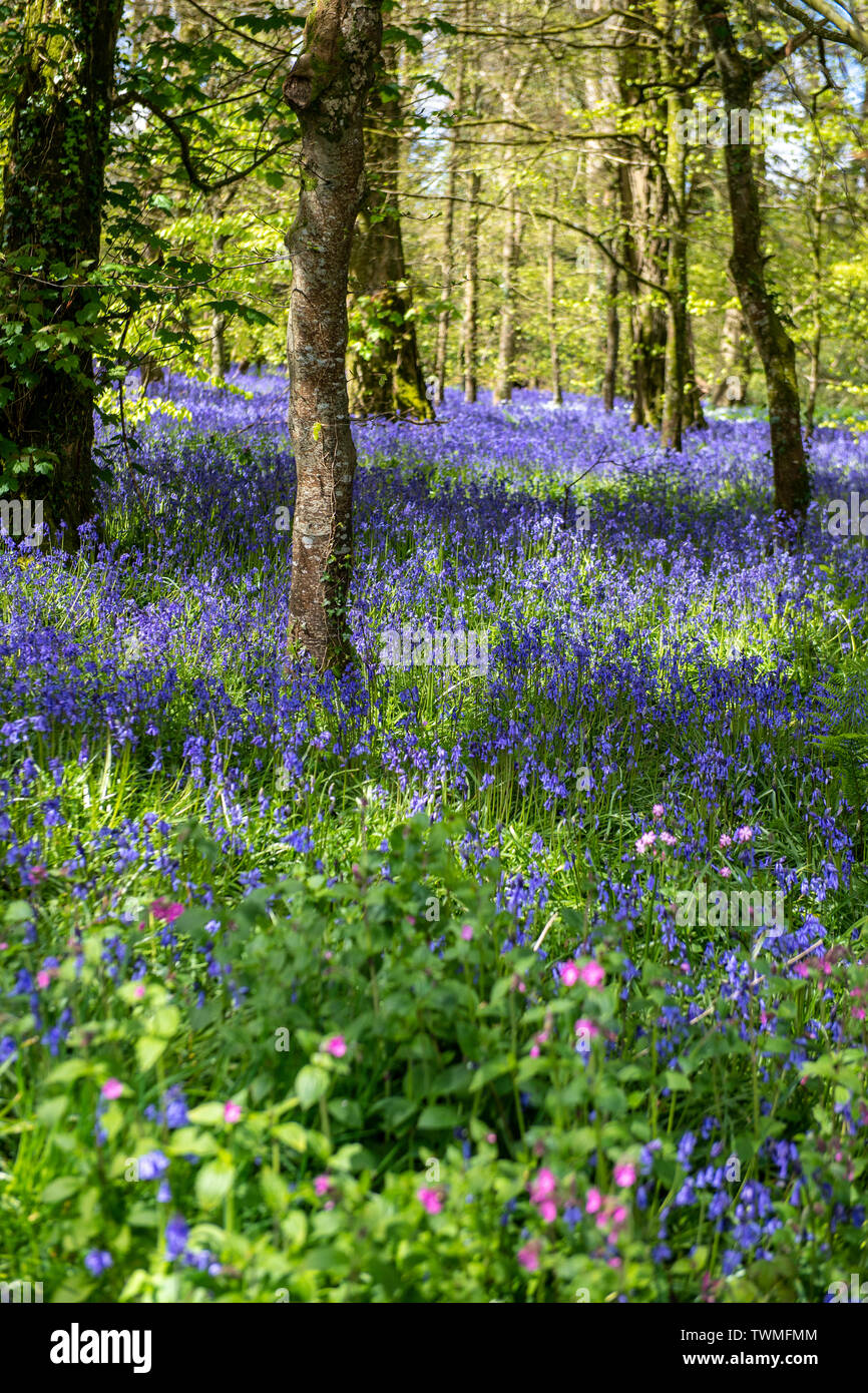 Bluebell wood in Cornovaglia, England, Regno Unito Foto Stock