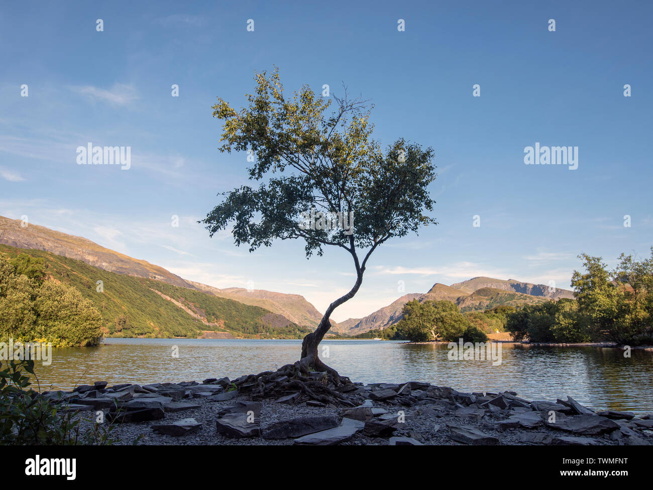 Albero da Llyn Padarn a Llanberis, Galles del Nord, Regno Unito Foto Stock