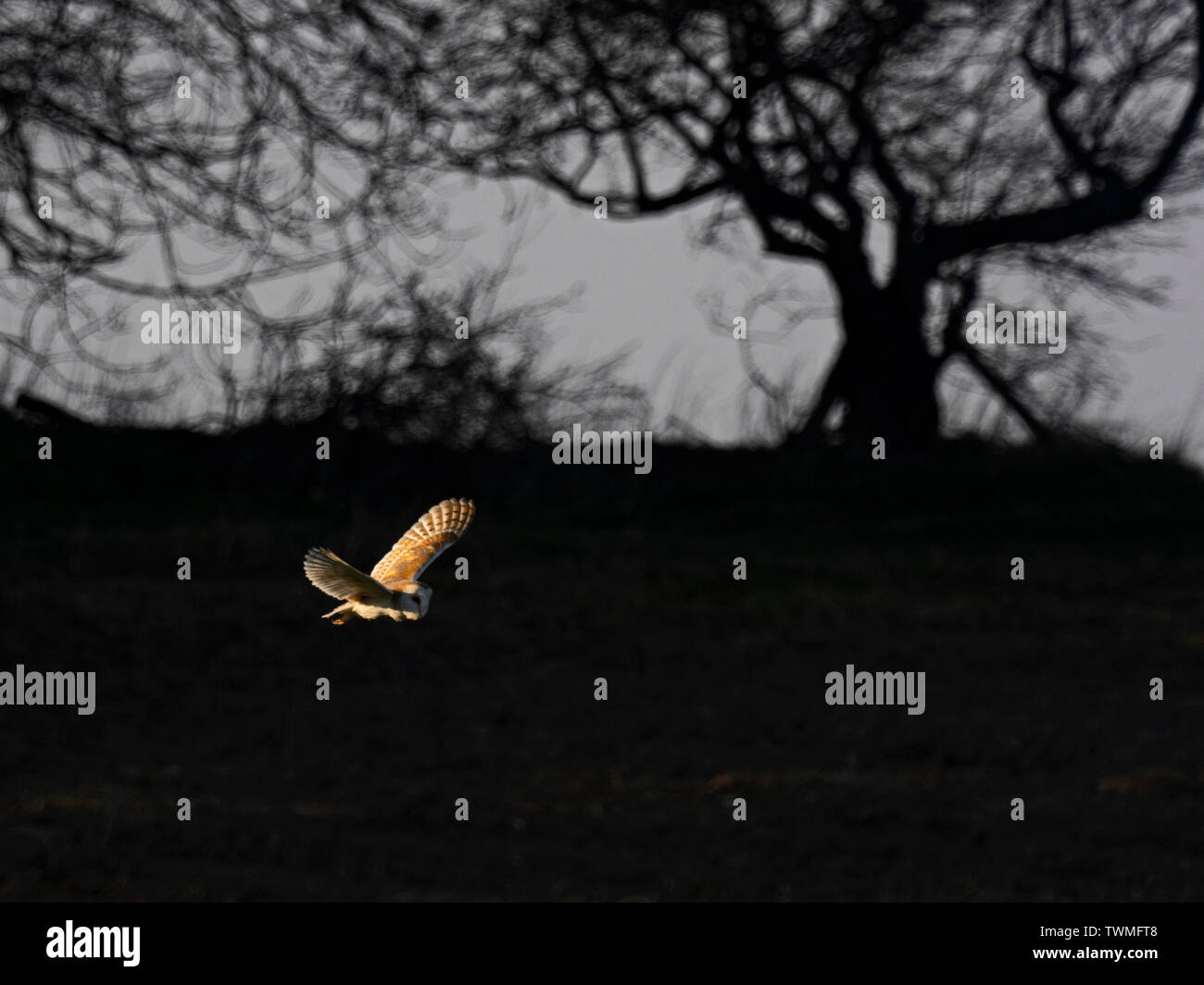 Barbagianni oscilla su un prato vicino a Holt North Norfolk in primavera calda come meteo REGNO UNITO Foto Stock