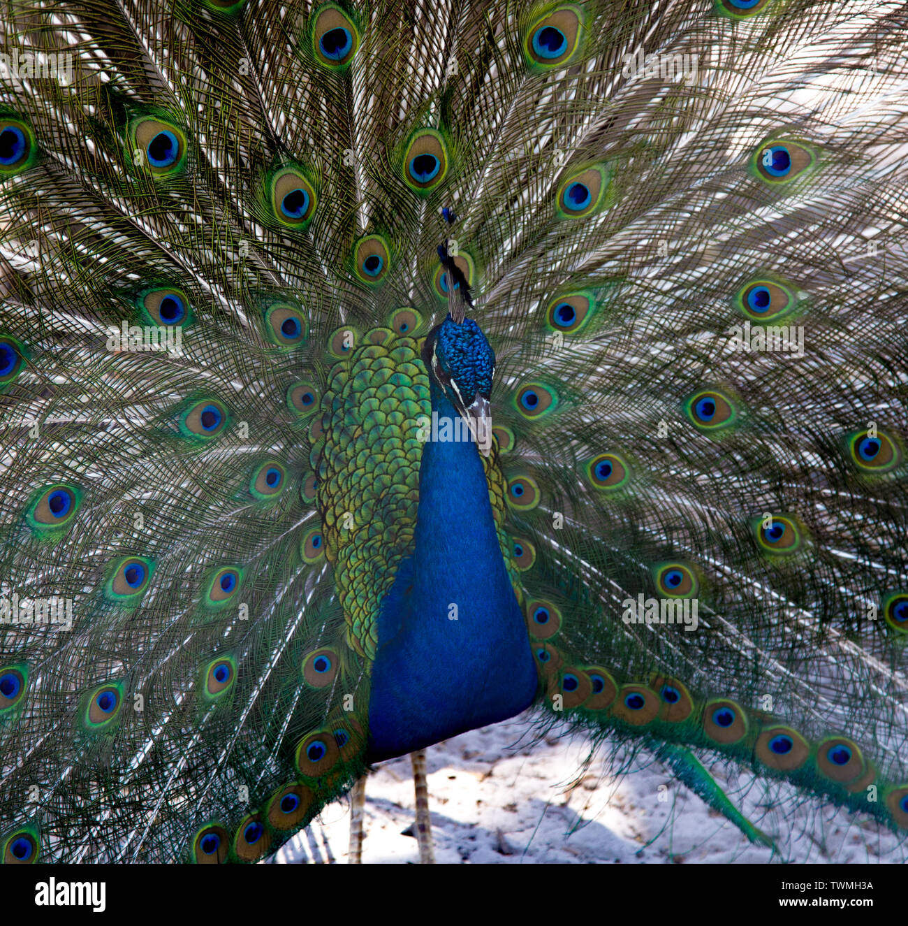 Un pavone visualizza il suo piumaggio colorato Foto Stock