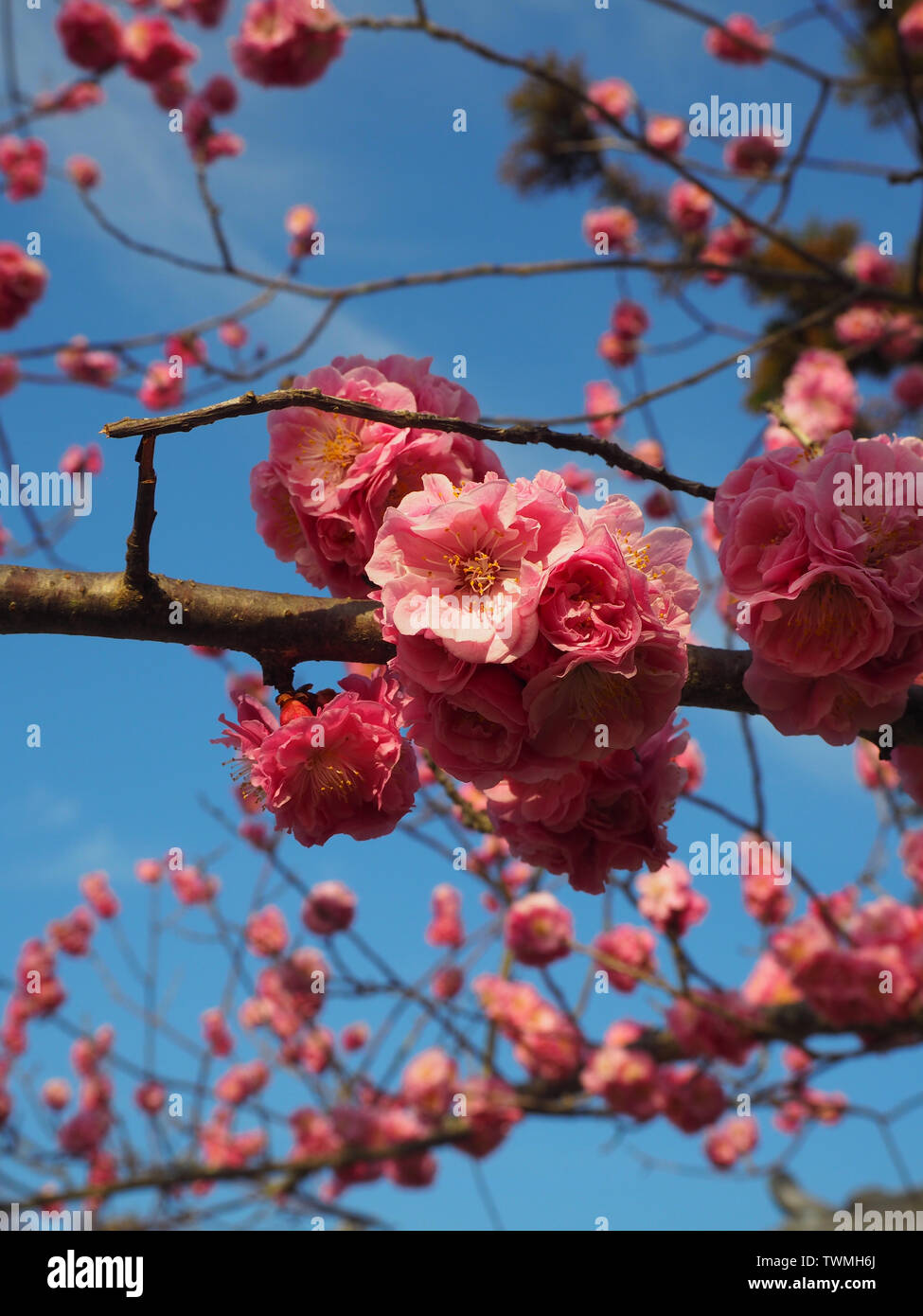 Close up giapponese rosa la fioritura dei ciliegi (Sakura) con cielo blu Foto Stock