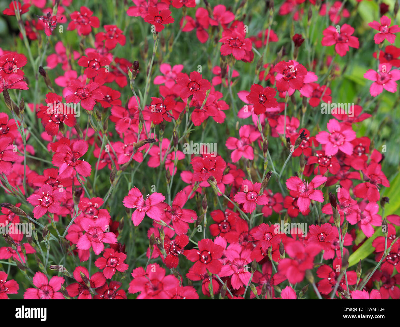 Close-up di un tappeto di colore rosa del garofano Dianthus deltoides / Heide - Nelke Foto Stock