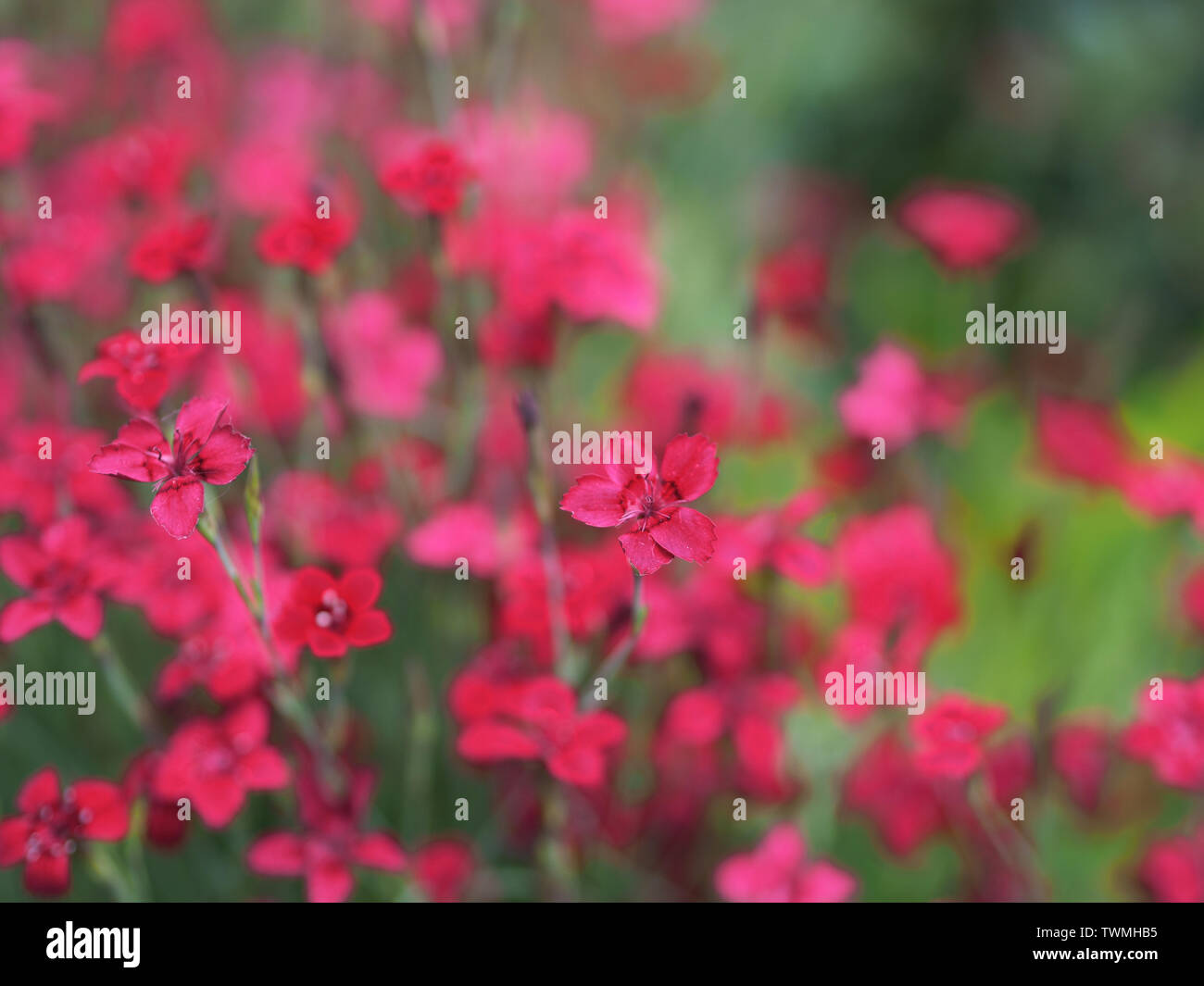 Close-up di un tappeto di colore rosa del garofano Dianthus deltoides / Heide - Nelke Foto Stock