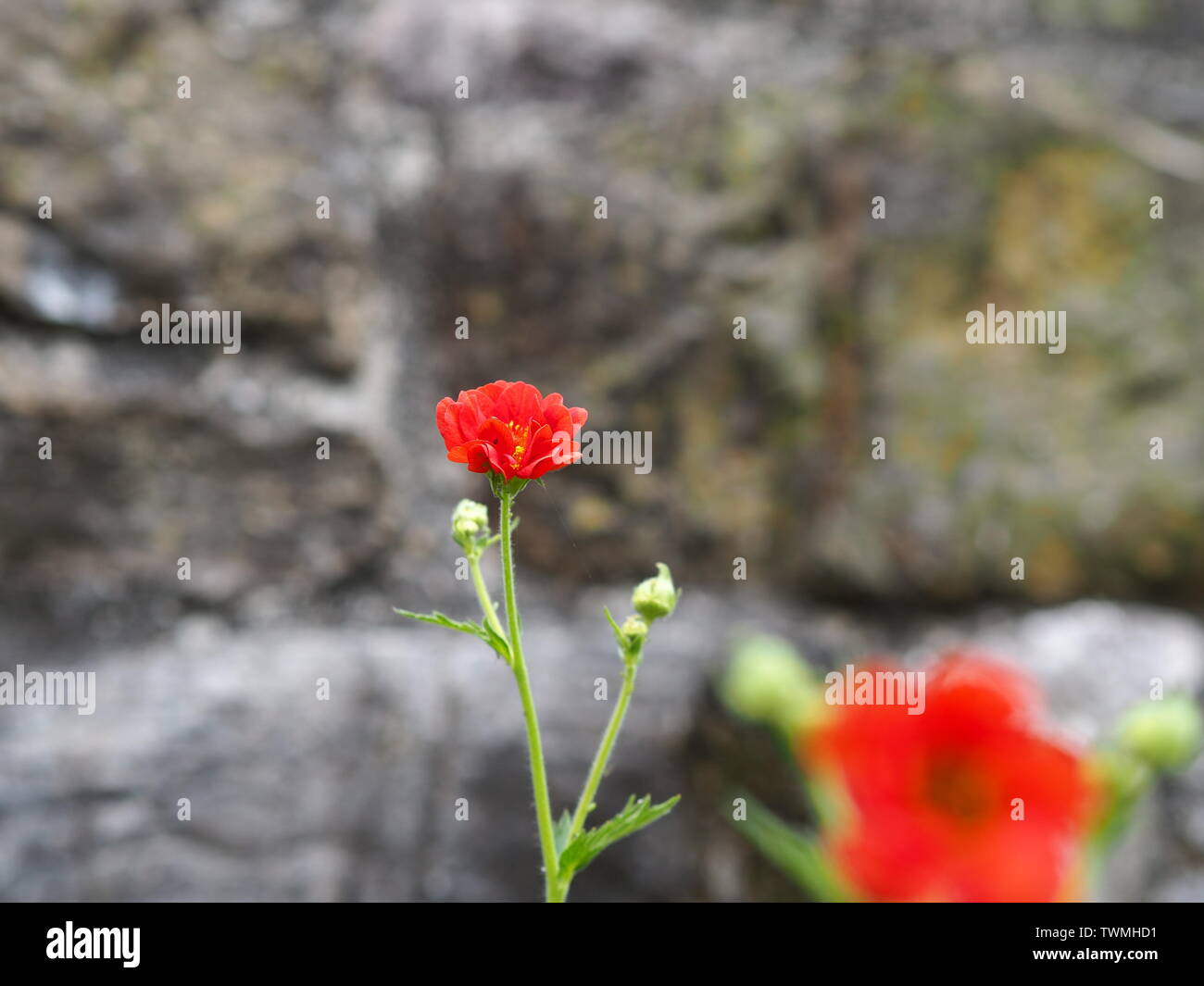 Primo piano di un rosso geum chiloense / Geum quellyon / Avens di fronte a un muro di pietra Foto Stock