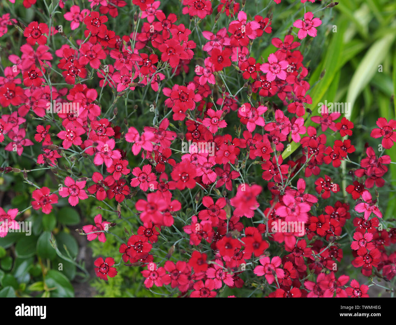 Close-up di un tappeto di colore rosa del garofano Dianthus deltoides / Heide - Nelke Foto Stock