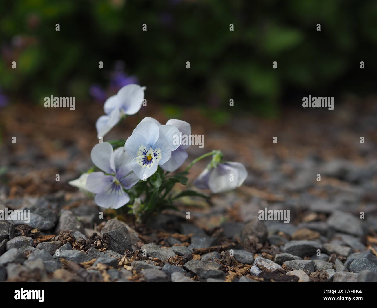 Primo piano di un piccolo corno (Viola Viola cornuta) su un terreno di ghiaia Foto Stock