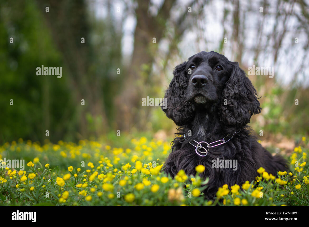 Cocker Spaniel ritratto Foto Stock