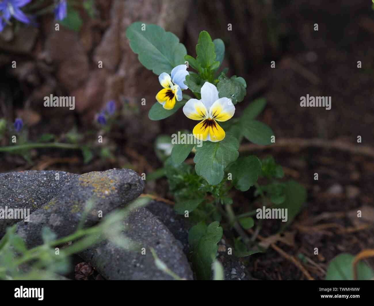 Primo piano di un piccolo giallo viola Viola cornuta viola avvisatore acustico Foto Stock