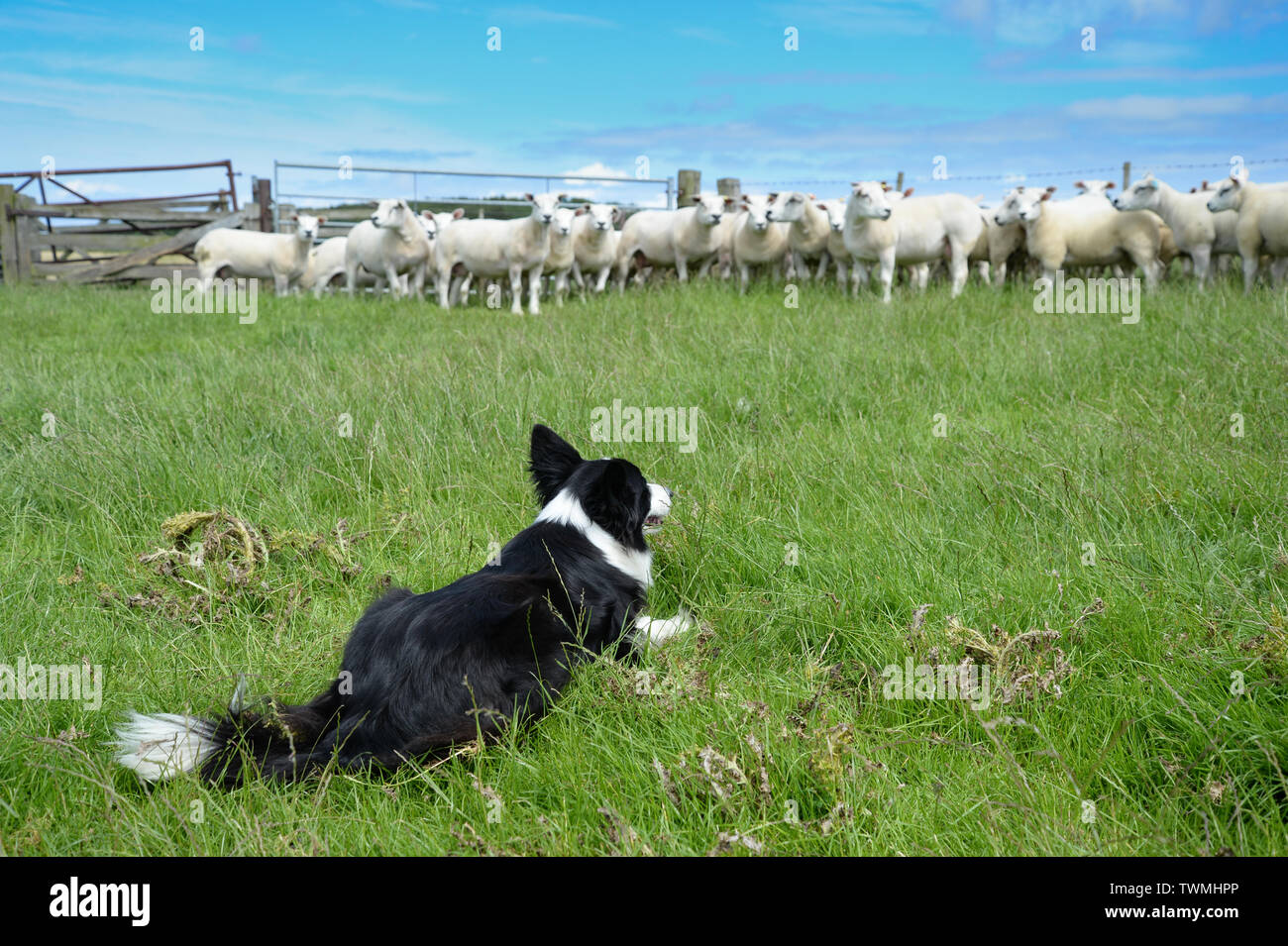 Border Collie mantenendo un occhio su un gregge di pecore Foto Stock