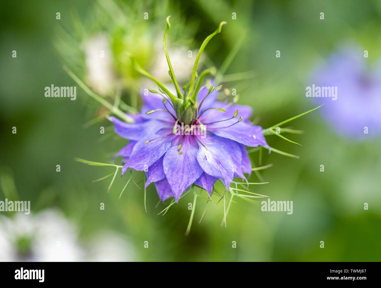 Macro del fiore lilla di Nigella damascena o sa anche come amore-in-un-mist, ragged lady o del diavolo nella boccola in un giardino nel sud dell'Inghilterra, Regno Unito Foto Stock