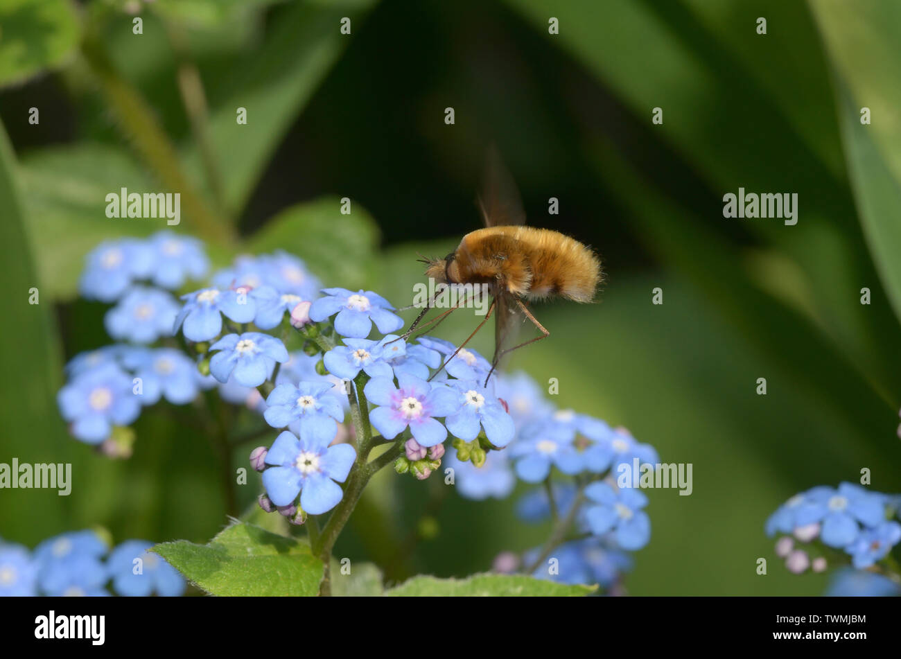 Bombylius Major, Large Bee Fly, Großer Wollschweber, nutrirsi di fiori Foto Stock