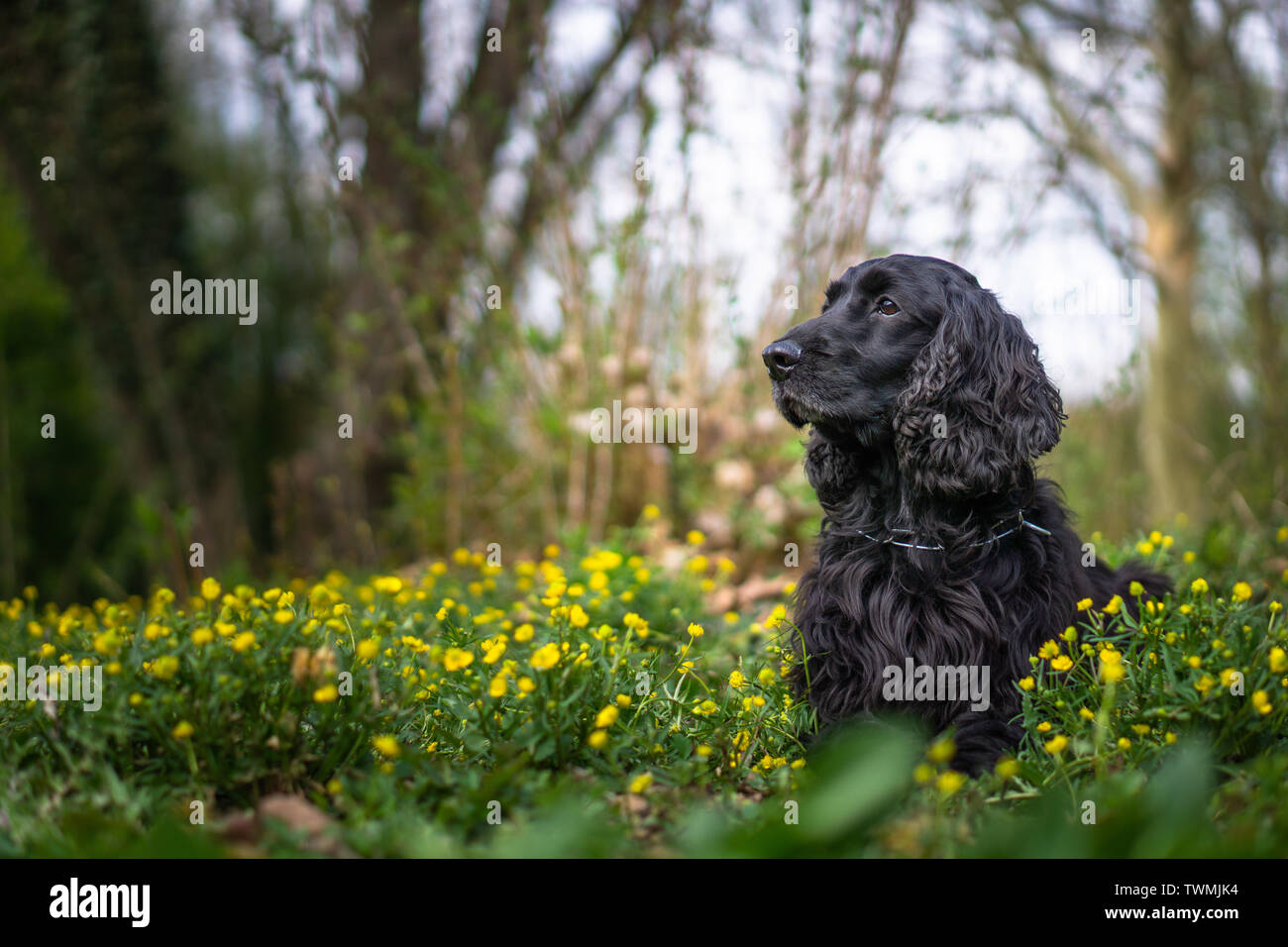 Cocker Spaniel ritratto Foto Stock
