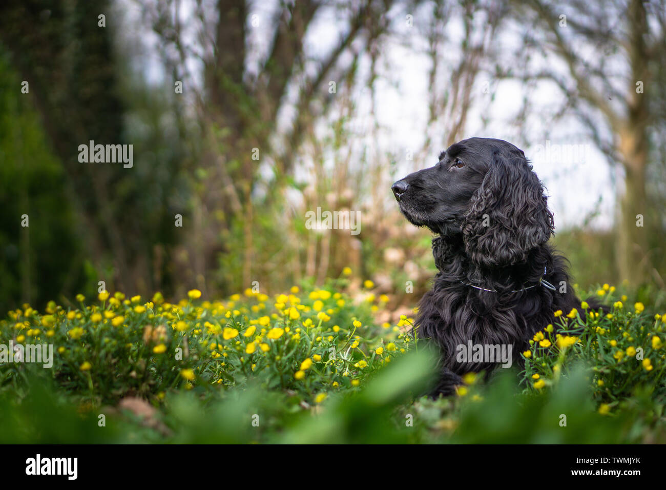 Cocker Spaniel ritratto Foto Stock