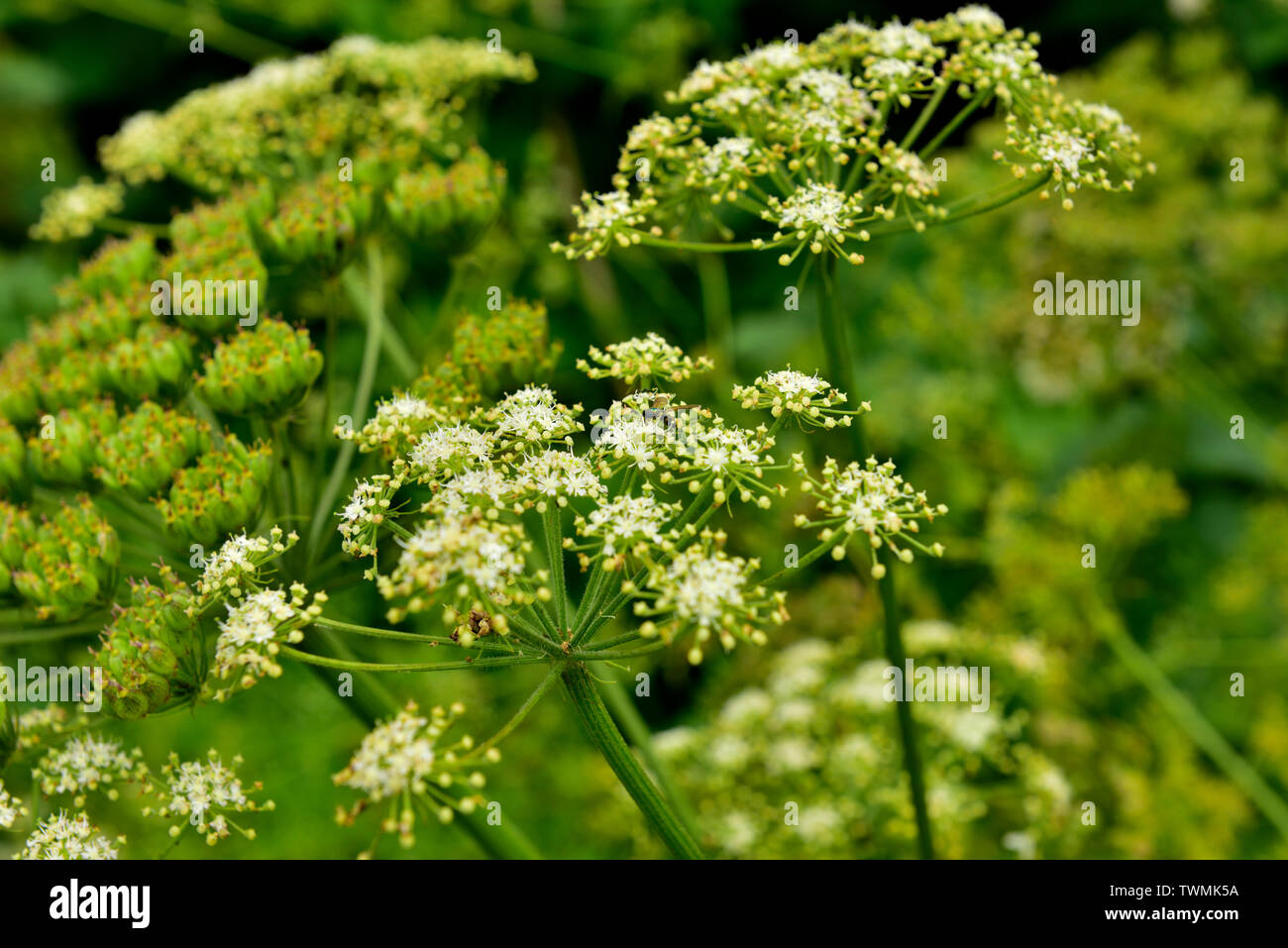 Bianco 'Queen Anne's Lace" o vacca prezzemolo (Anthriscus sylvestris) fiori selvatici che crescono in siepe Foto Stock