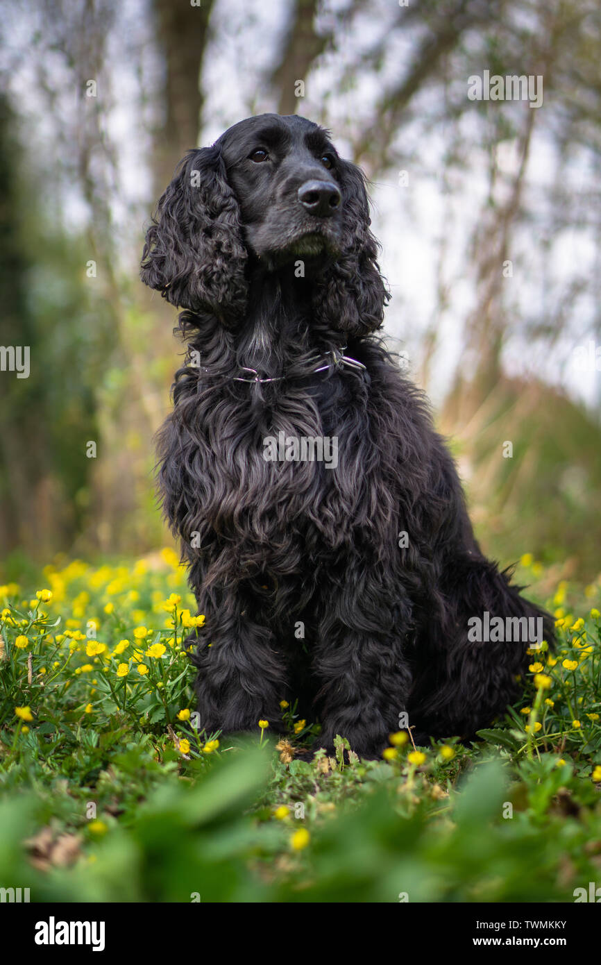 Cocker Spaniel ritratto Foto Stock