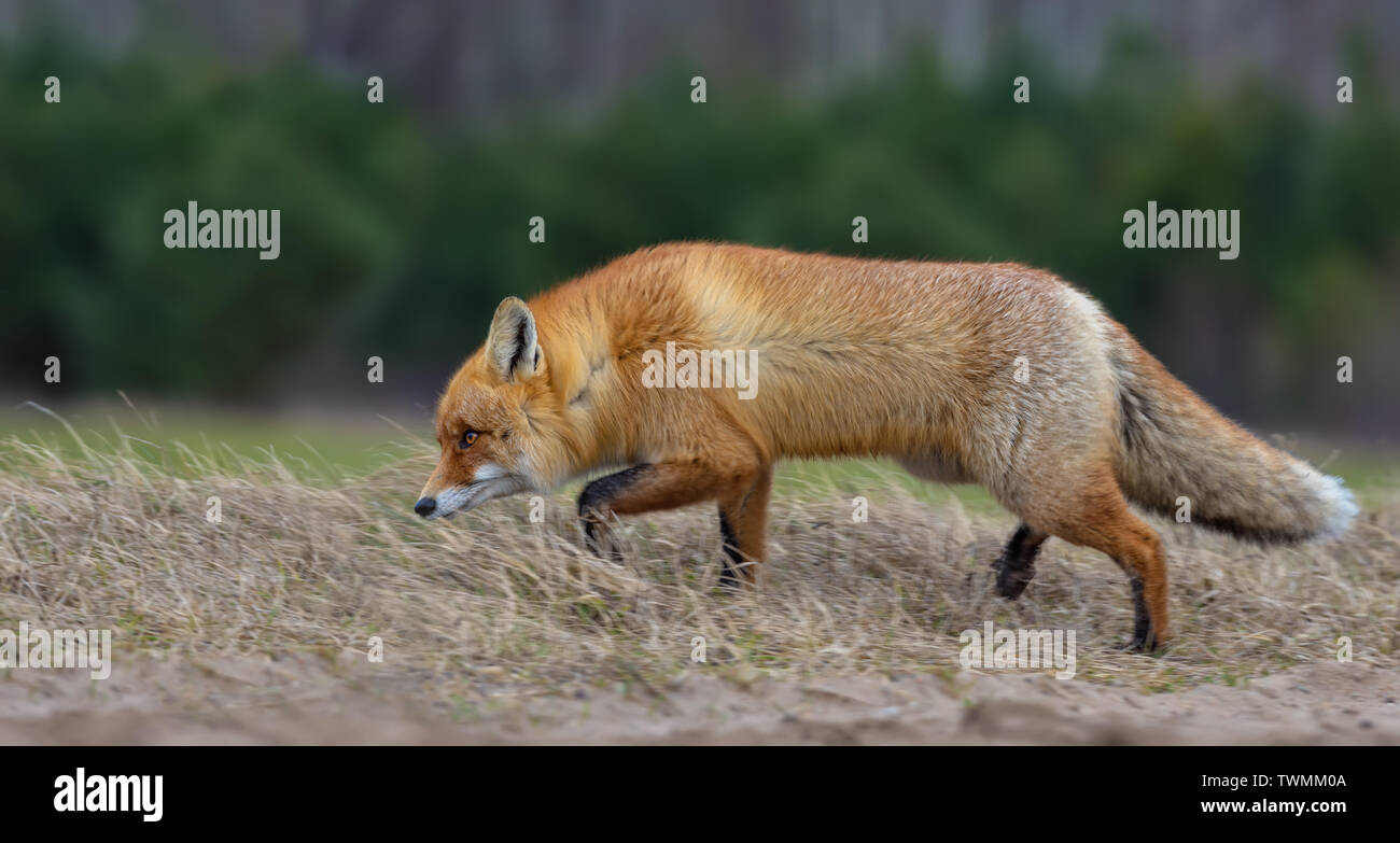 Caccia volpe rossa corre attraverso l'erba in cerca di prede Foto Stock