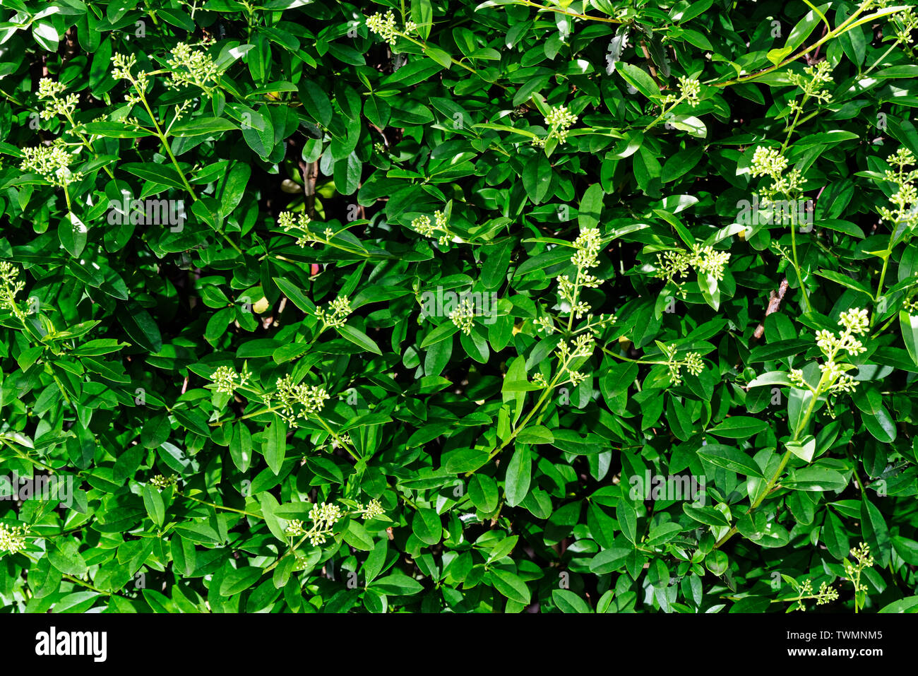 Chiusura del privet hedge rami, ligustrum hedge Foto Stock