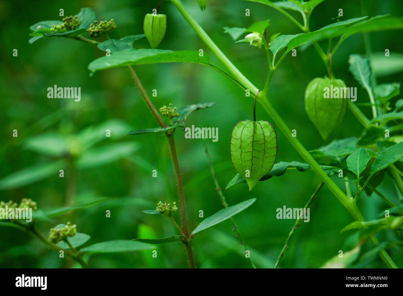 Nutrizione Informazioni su Rasbhari, ribes del capo, o Golden bacche, Golden Berry, Physalis peruviana pianta medicinale Foto Stock