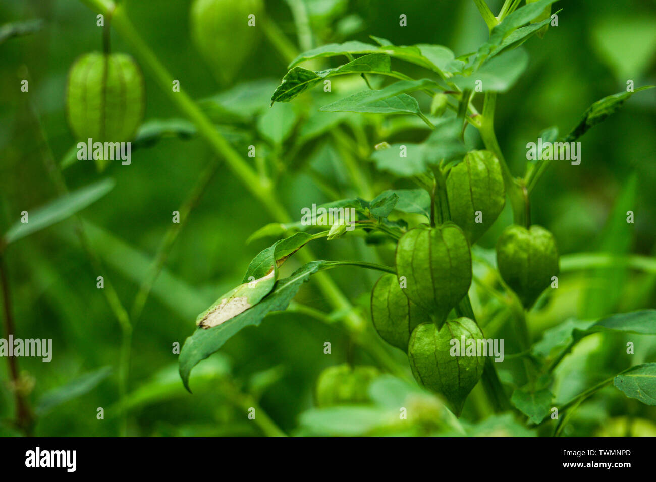 Nutrizione Informazioni su Rasbhari, ribes del capo, o Golden bacche, Golden Berry, Physalis peruviana pianta medicinale Foto Stock