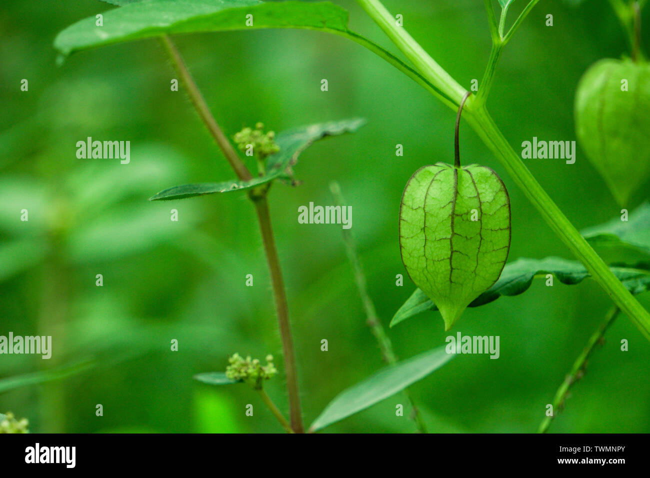 Nutrizione Informazioni su Rasbhari, ribes del capo, o Golden bacche, Golden Berry, Physalis peruviana pianta medicinale Foto Stock