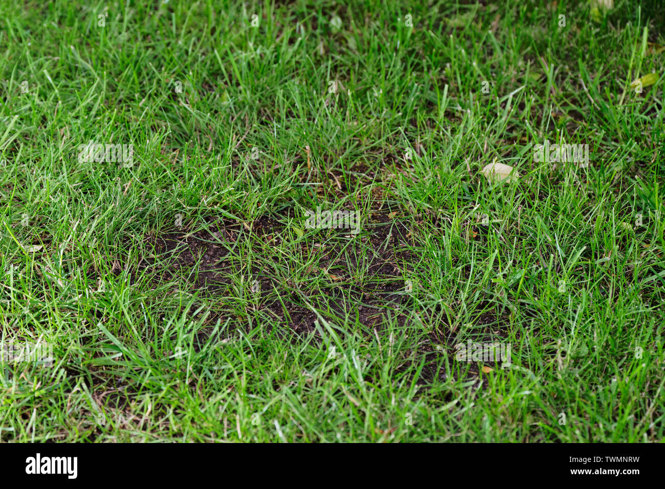 In prossimità di un punto calvo in un prato verde Foto Stock