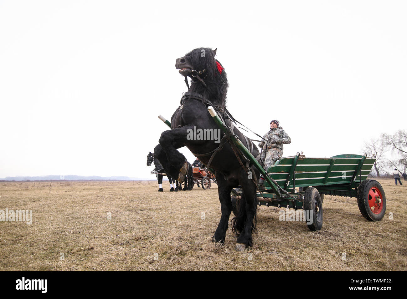 Pietrosani, Romania - 6 Gennaio 2019: un nero bella adornata cavallo posteriori durante il traino di un carrello, prima di un'Epifania festa corsa di cavalli. Foto Stock