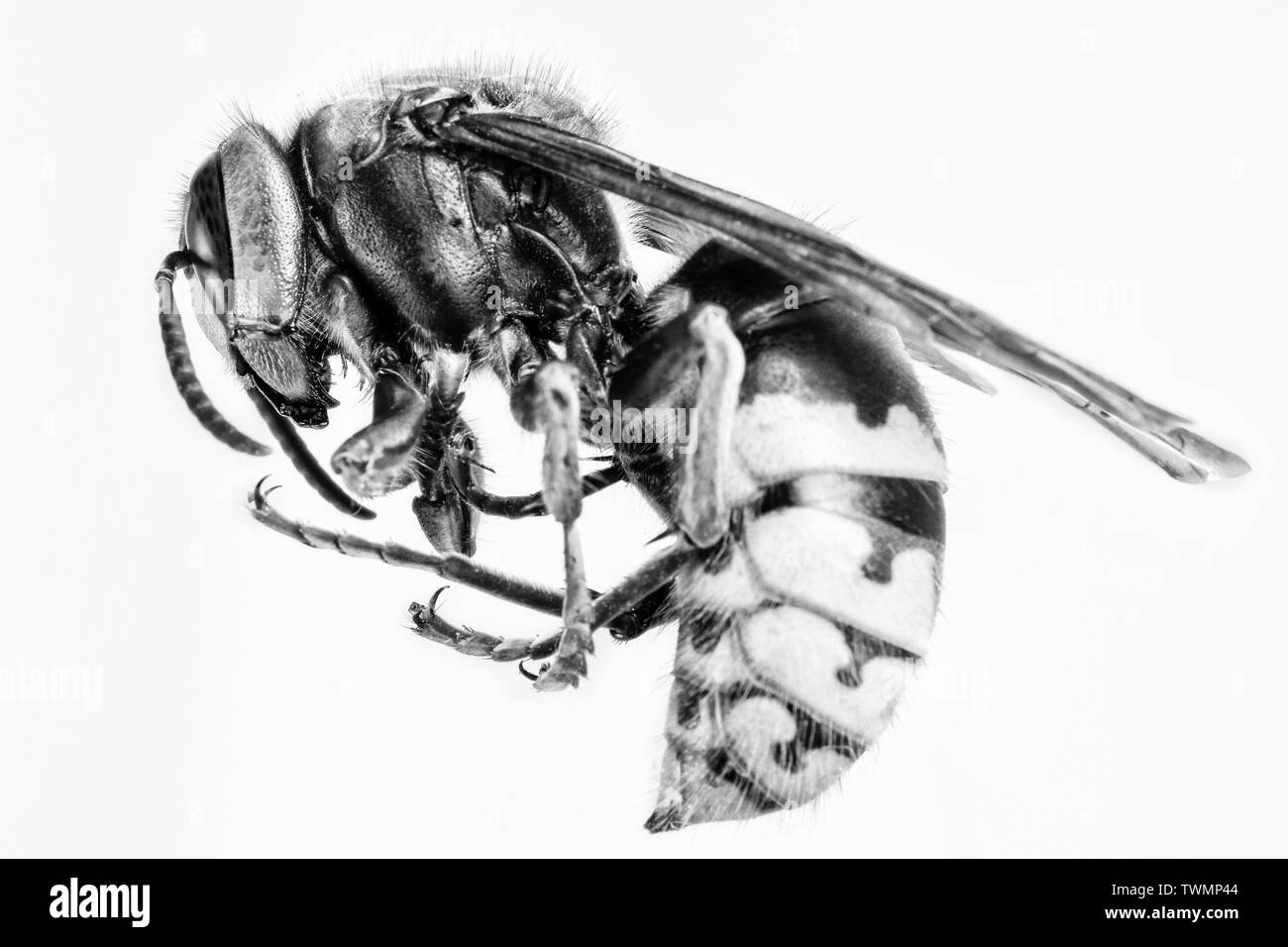 Hornet visto da molto vicino. Insetti pericolosi su una scala macro con visibili i dettagli anatomici. Foto Stock